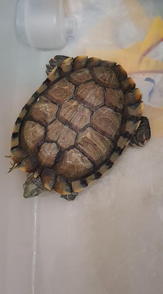 Turtle Feet Hurt and Bleeding - EMERGENCY CARE - Turtle Forum