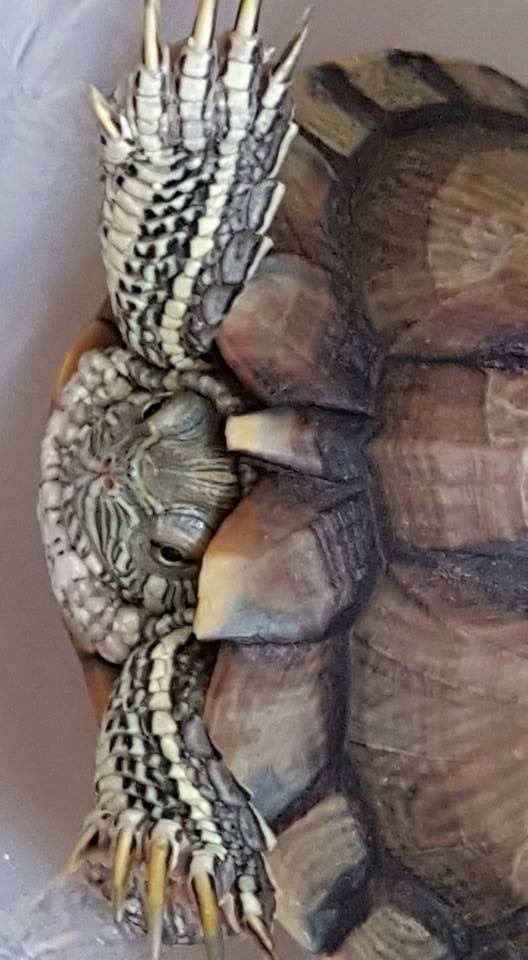 Turtle Feet Hurt and Bleeding - EMERGENCY CARE - Turtle Forum